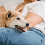 Un lazo de amor y lealtad: Descubre cómo adoptar un perro y brindarle un hogar lleno de cariño y felicidad