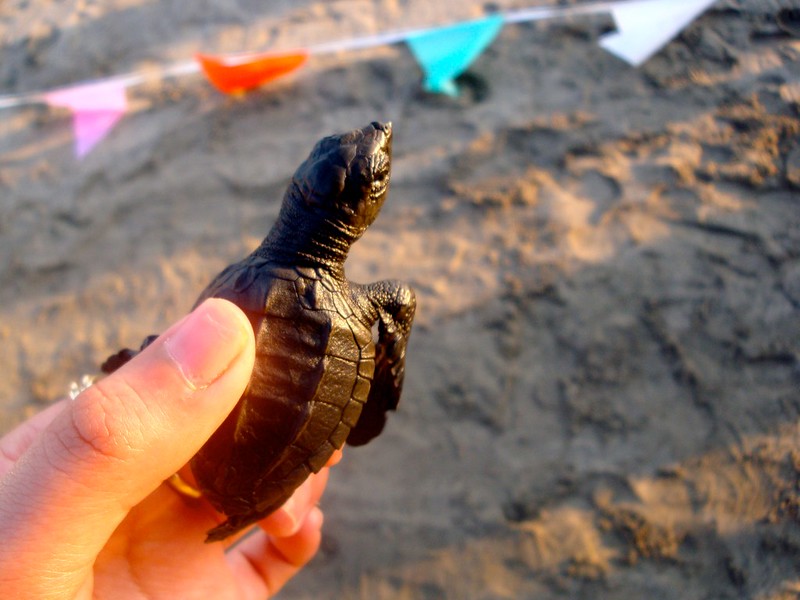 Vive la emoción de liberar tortugas marinas bebés en Tecolutla.
